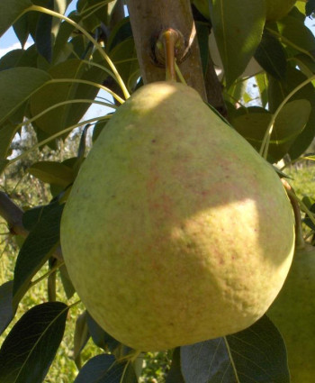 Груша «Сладкая из Млиева» в каталоге СЦ Корекозево