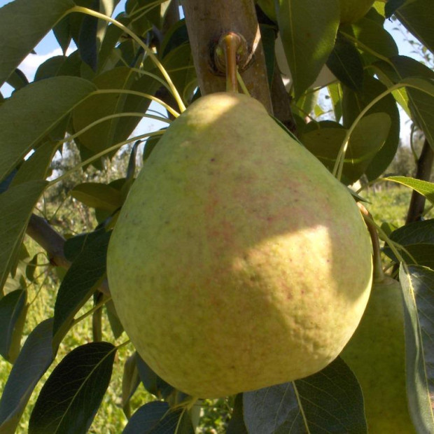 Фото 1. Груша «Сладкая из Млиева» в каталоге СЦ Корекозево
