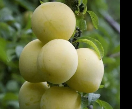 Слива «Голден Плумза» в каталоге СЦ Корекозево