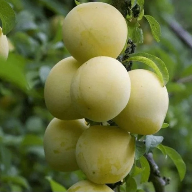 Фото 1. Слива «Голден Плумза» в каталоге СЦ Корекозево