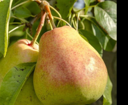 Груша «Осенняя Яковлева» в каталоге СЦ Корекозево