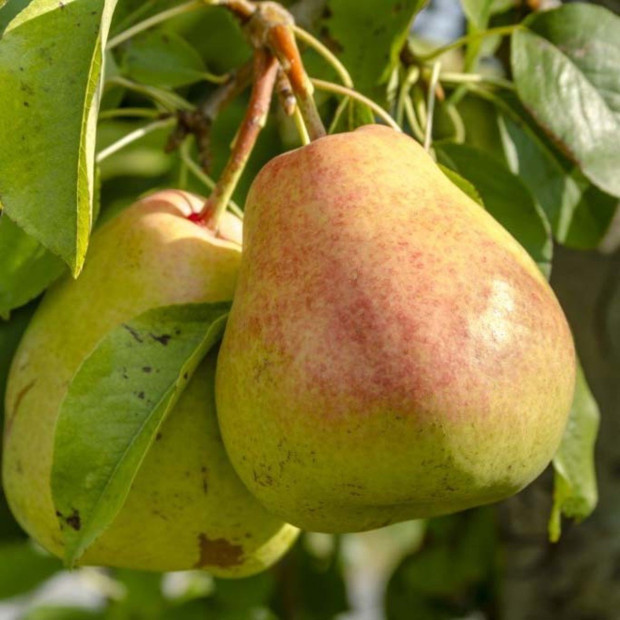 Фото 1. Груша «Осенняя Яковлева» в каталоге СЦ Корекозево