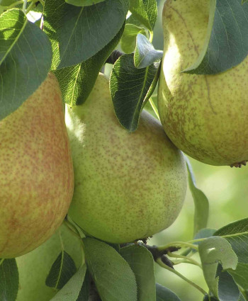 Груша «Январская» в каталоге СЦ Корекозево