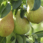 Миниатюра 1. Груша «Январская» в каталоге СЦ Корекозево