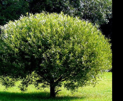 Ива Булата в каталоге СЦ Корекозево