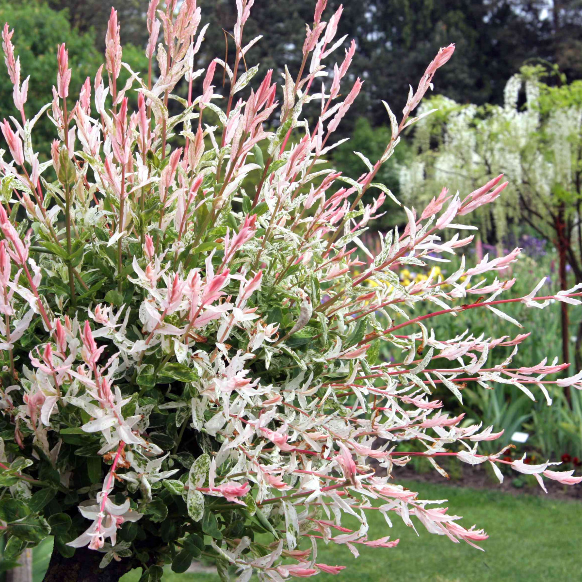 Ива Хакуро Нишики в каталоге СЦ Корекозево