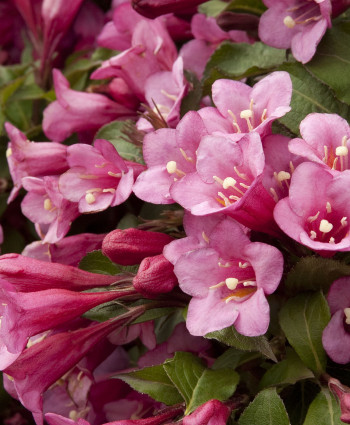 Вейгела Розеа в каталоге СЦ Корекозево