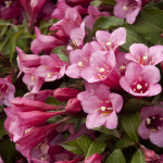 Миниатюра 1. Вейгела Розеа в каталоге СЦ Корекозево