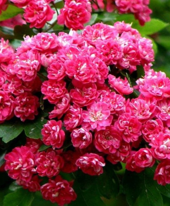 Боярышник «Пауль Скарлет» в каталоге СЦ Корекозево