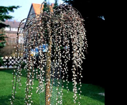 Ива козья Kilmarnock в каталоге СЦ Корекозево