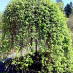 Миниатюра 4. Ива козья 