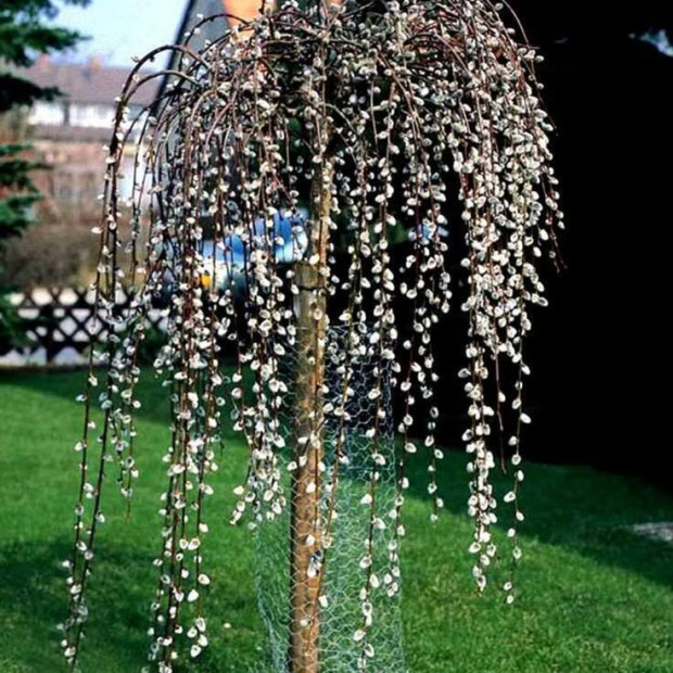 Фото 1. Ива козья 