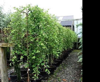 Ива козья Pendula в каталоге СЦ Корекозево