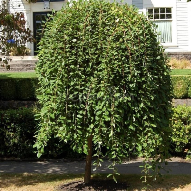 Фото 2. Ива козья 