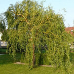 Миниатюра 2. Ива 