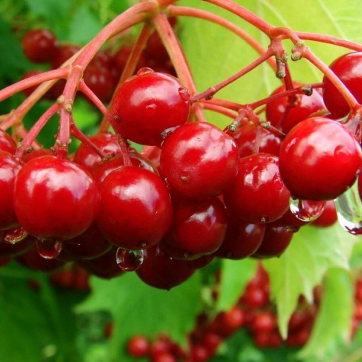 Калина сладкоплодная Вигорова в каталоге СЦ Корекозево