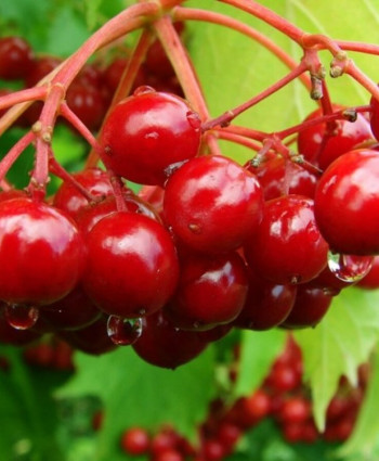 Калина сладкоплодная Вигорова в каталоге СЦ Корекозево