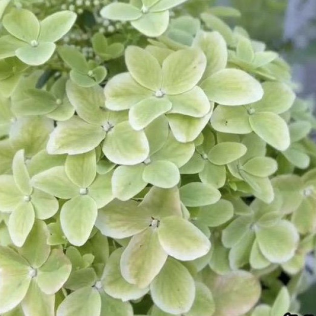 Фото 3. Гортензия метельчатая Металлика в каталоге СЦ Корекозево