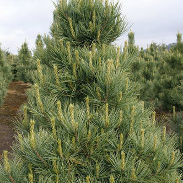 Фото 1. Кедр европейский в каталоге СЦ Корекозево
