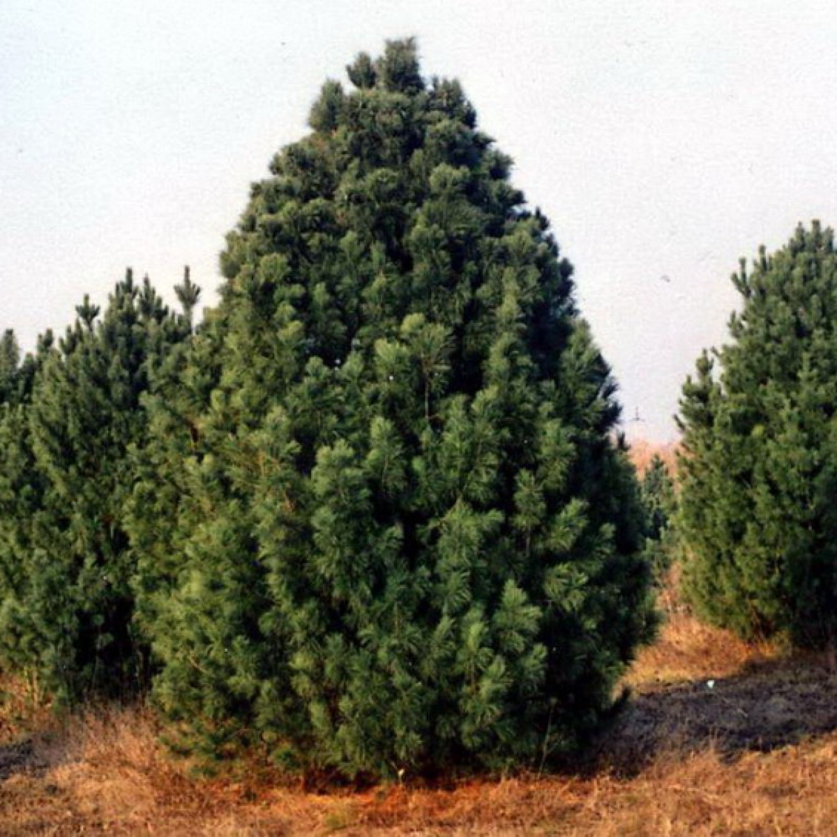 Кедр сибирский (сосна кедровая) в каталоге СЦ Корекозево