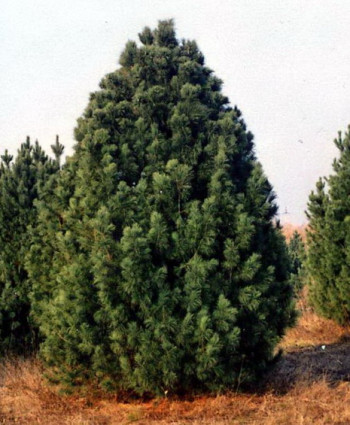 Кедр сибирский (сосна кедровая) в каталоге СЦ Корекозево