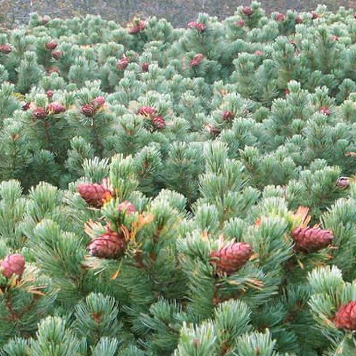 Кедровый стланик (Сосна стланиковая) в каталоге СЦ Корекозево