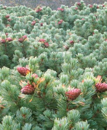 Кедровый стланик (Сосна стланиковая) в каталоге СЦ Корекозево