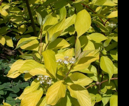 Дерен Аурея в каталоге СЦ Корекозево