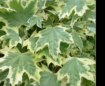 Клен Друммонди в каталоге СЦ Корекозево