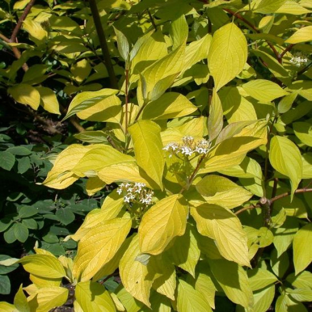 Фото 1. Дерен Аурея в каталоге СЦ Корекозево
