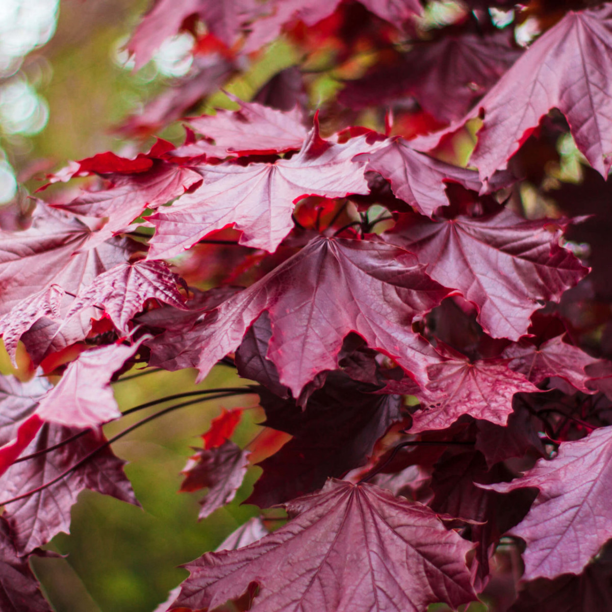 Клен Роял Ред в каталоге СЦ Корекозево