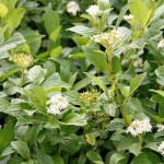 Миниатюра 1. Дерен Флавирамеа в каталоге СЦ Корекозево