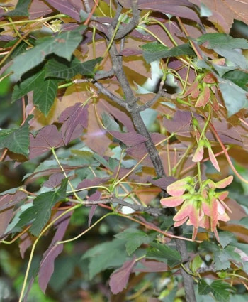 Клен Явор краснолистный в каталоге СЦ Корекозево