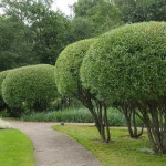 Миниатюра 2. Ива 