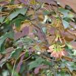 Миниатюра 1. Клен 