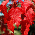 Миниатюра 2. Клён 