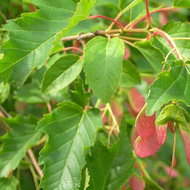 Фото 1. Клён 