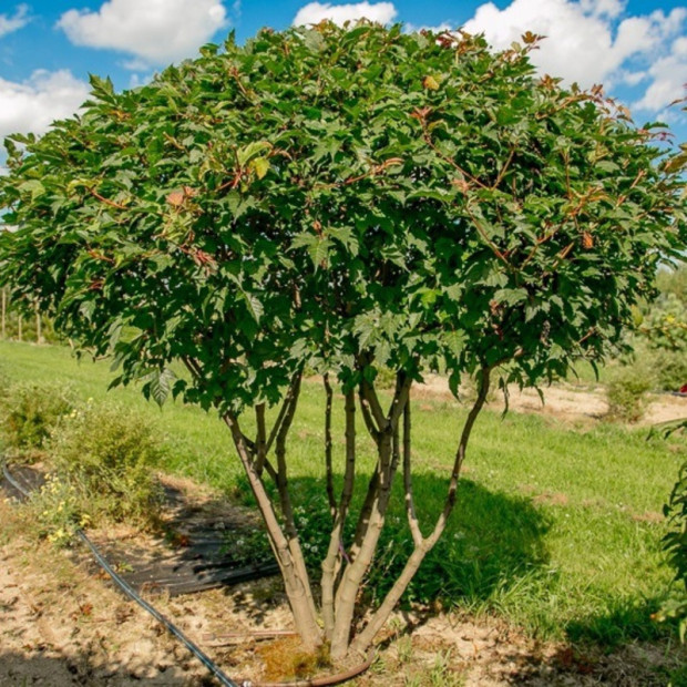 Фото 4. Клён 