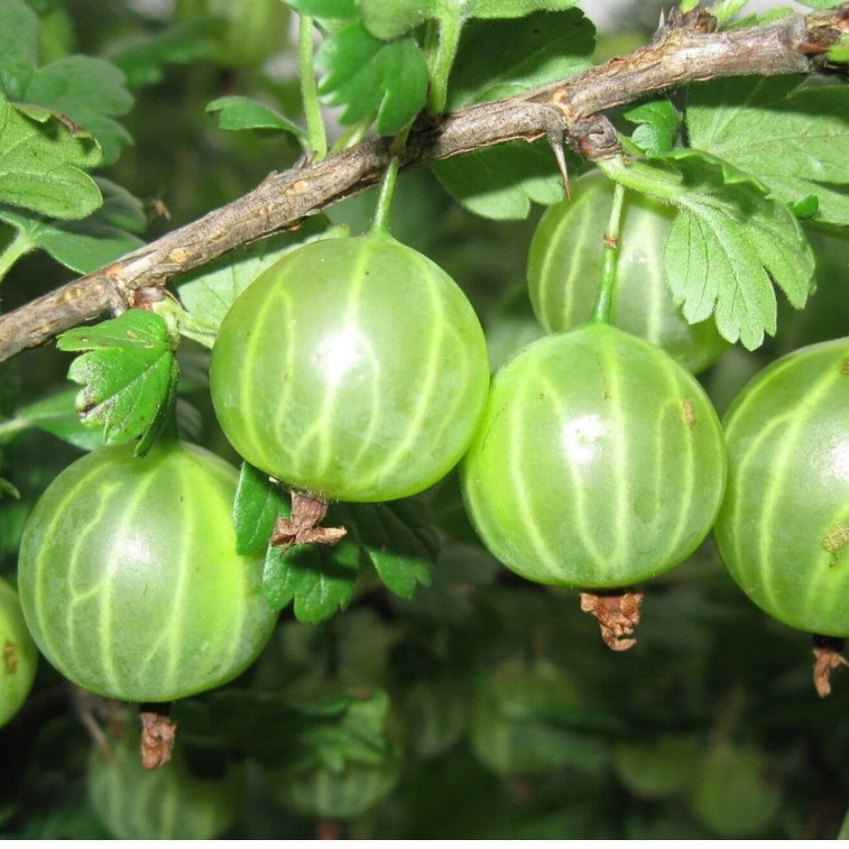 Крыжовник «Малахит» в каталоге СЦ Корекозево
