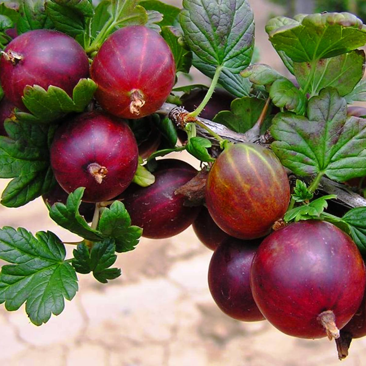 Крыжовник «Сенатор(Консул)» в каталоге СЦ Корекозево