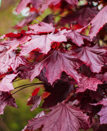 Клен Роял Ред в каталоге СЦ Корекозево