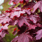 Миниатюра 1. Клен 