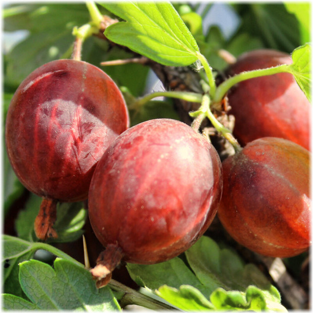 Фото 2. Крыжовник «Сенатор(Консул)» в каталоге СЦ Корекозево