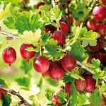 Миниатюра 1. Крыжовник «Юбиляр» в каталоге СЦ Корекозево