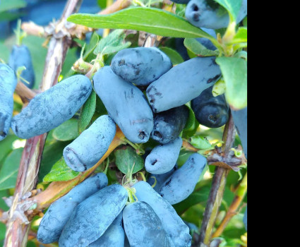 Жимолость «Альтаир» в каталоге СЦ Корекозево