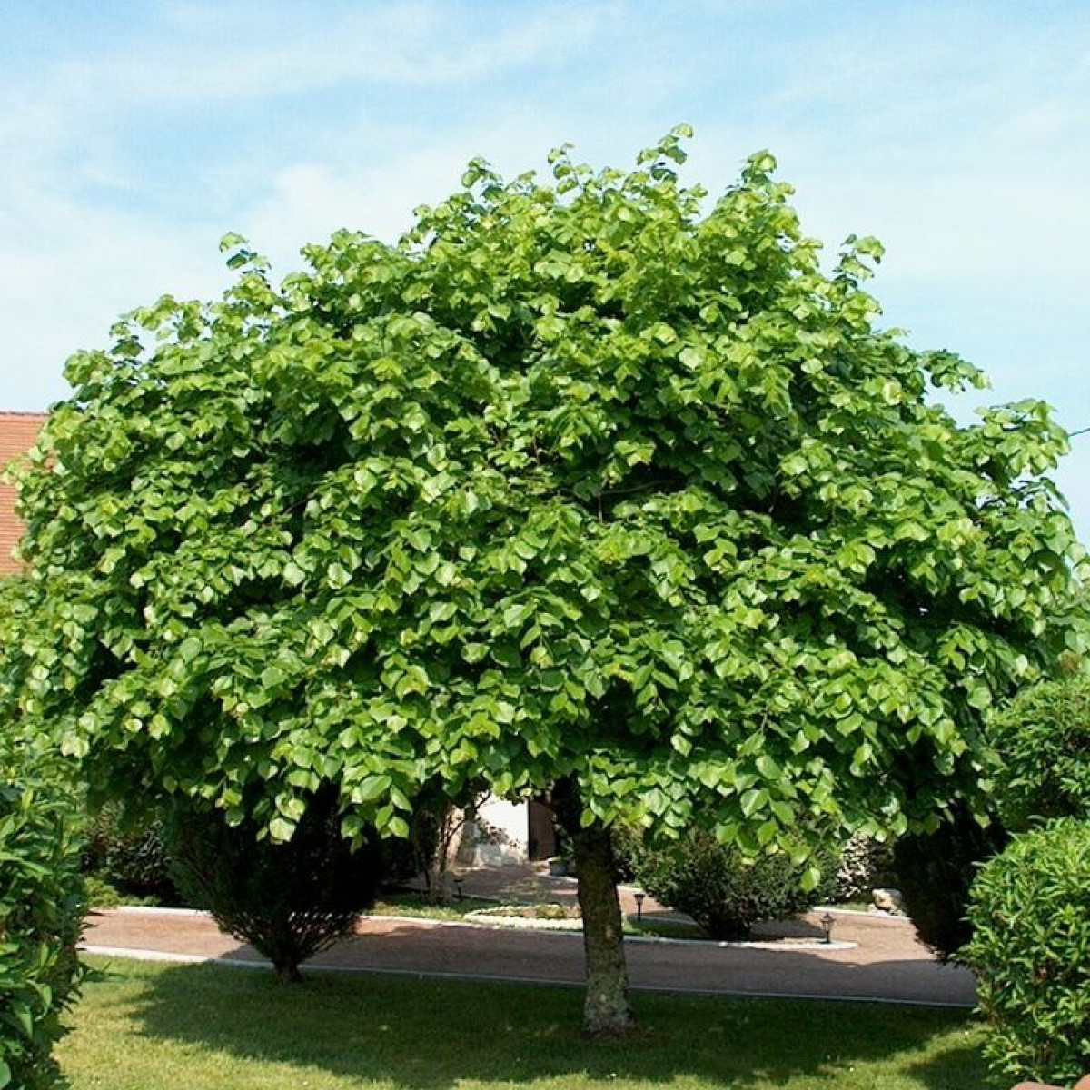 Липа крупнолистная в каталоге СЦ Корекозево