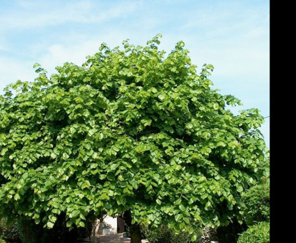 Липа крупнолистная в каталоге СЦ Корекозево