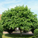 Миниатюра 1. Липа крупнолистная в каталоге СЦ Корекозево