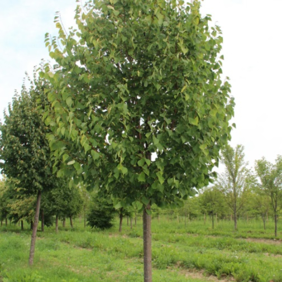 Липа мелколистная в каталоге СЦ Корекозево