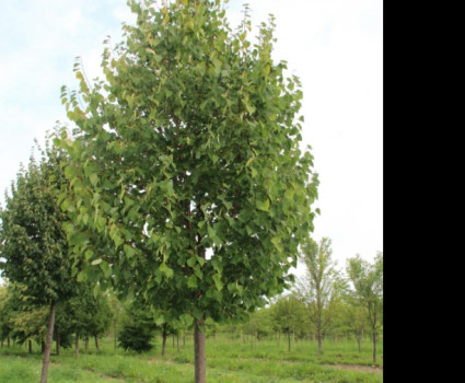 Липа мелколистная в каталоге СЦ Корекозево